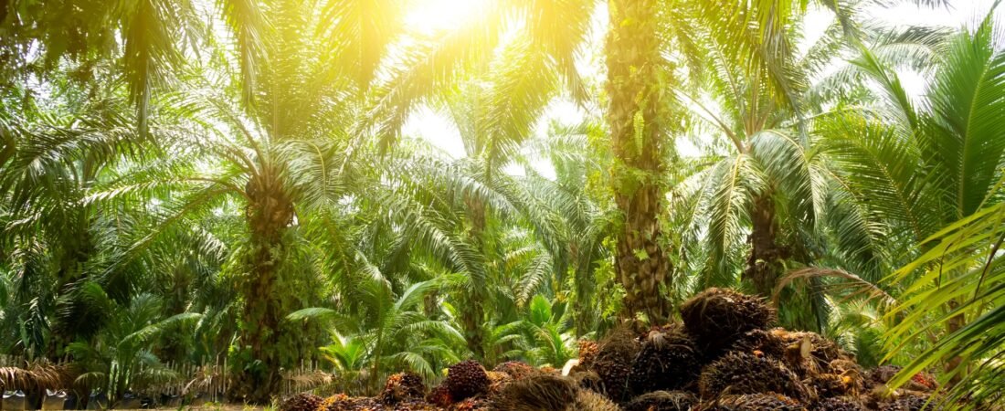 Begini Prospek Sektor CPO (Crude Palm Oil) di Tahun 2025
