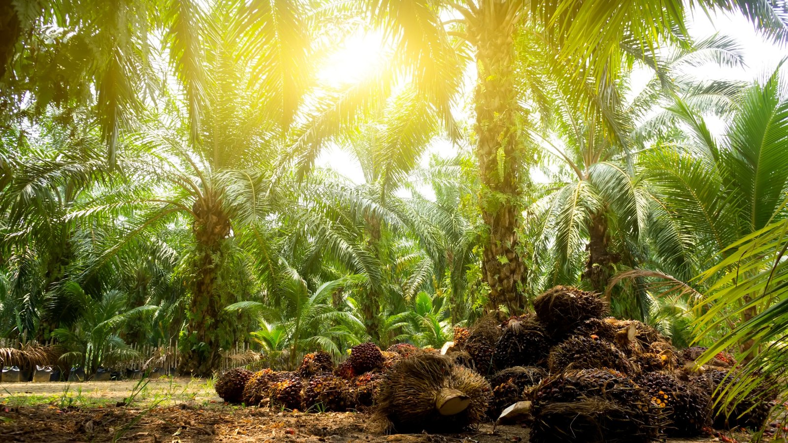 Begini Prospek Sektor CPO (Crude Palm Oil) di Tahun 2025